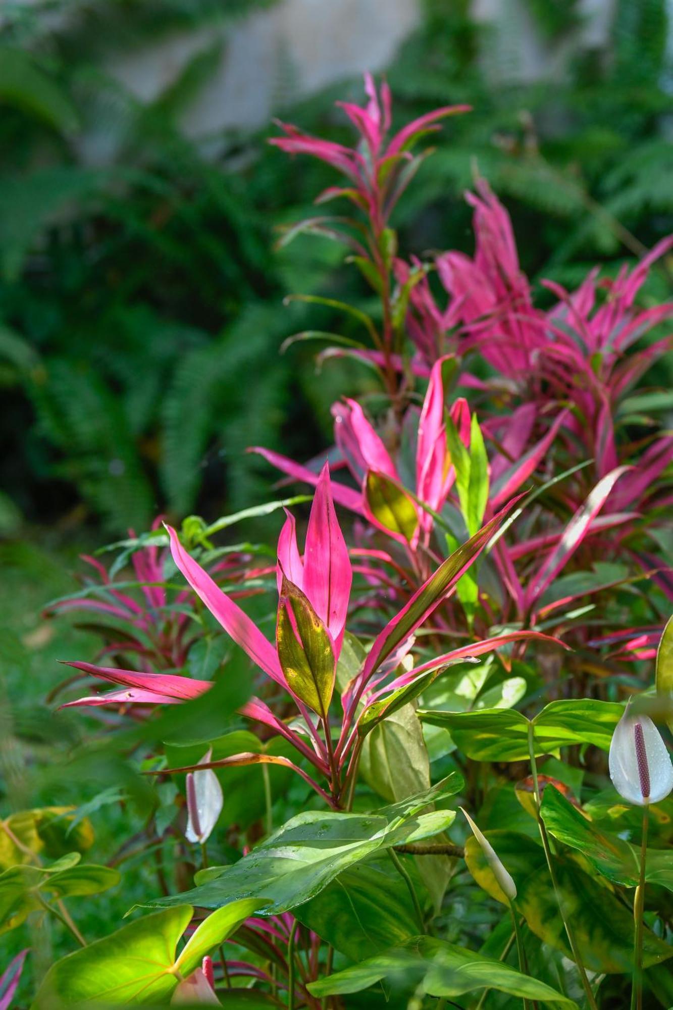 Le Medinilla Panzió Bras-Panon Kültér fotó